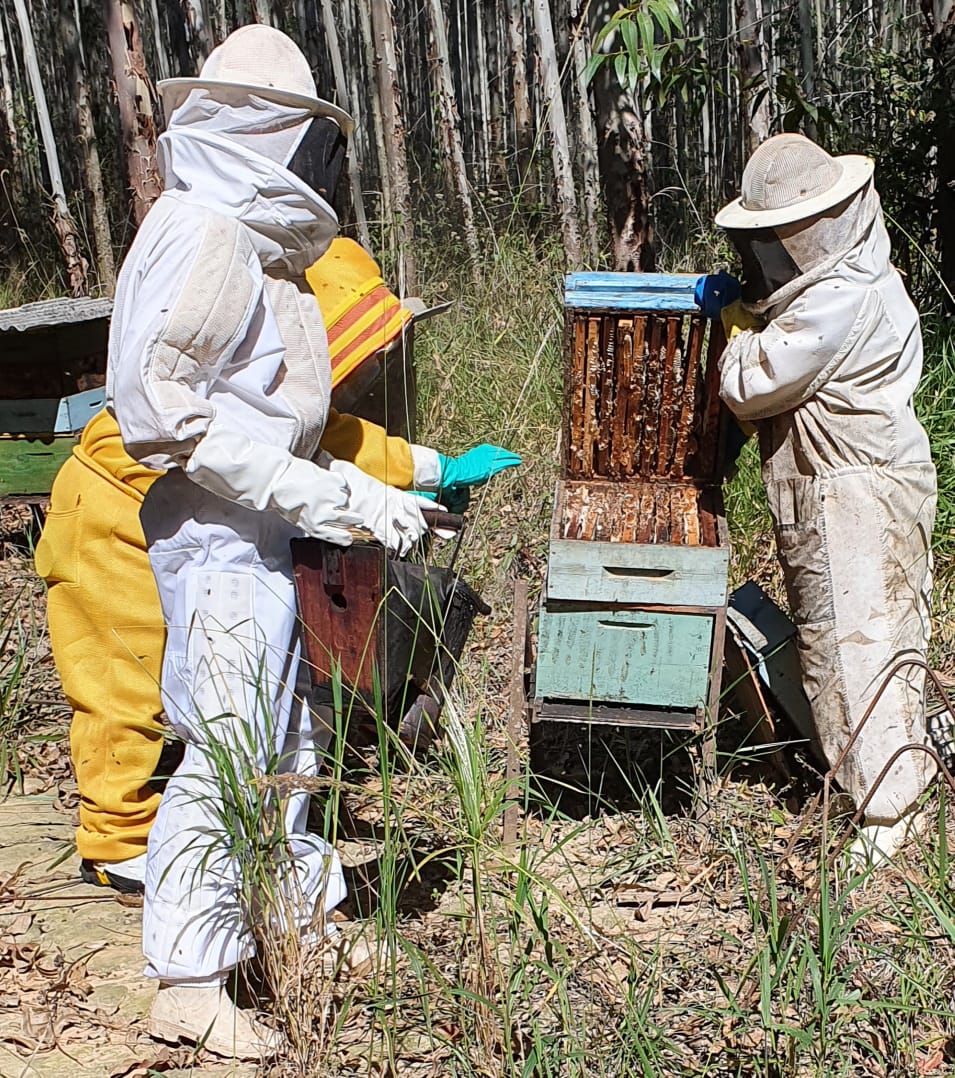 Iniciativa da Suzano incentiva a produção de mel para geração de